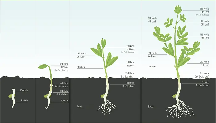 نمودار رشد دانه عدس